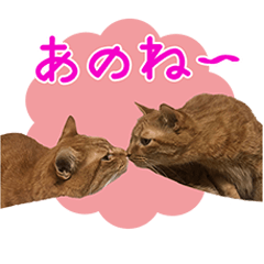 [LINEスタンプ] 我が家のニャンコでスタンプ