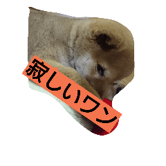 [LINEスタンプ] クマ吉くん