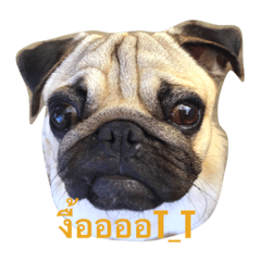 [LINEスタンプ] dogs chill