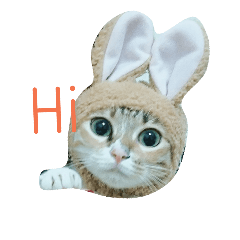[LINEスタンプ] cute of two cats
