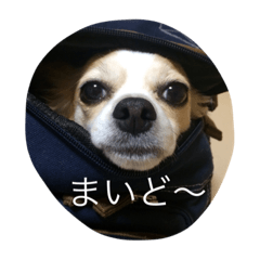 [LINEスタンプ] チワワのぴめちゃん(第二段)
