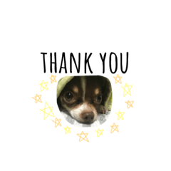 [LINEスタンプ] ちゃこ助のスタンプ