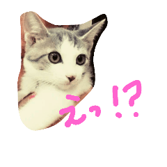 [LINEスタンプ] Becky. Juliet ＆ Shiro 2