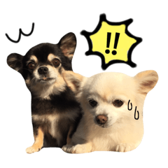 [LINEスタンプ] りんとねねとちょこ