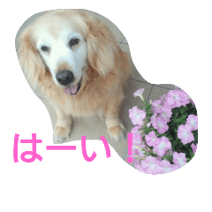 [LINEスタンプ] ゴールデンレトリバー エルちゃん写真