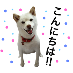 [LINEスタンプ] 白柴犬のバニラちゃん3