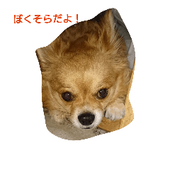[LINEスタンプ] sorachandesu