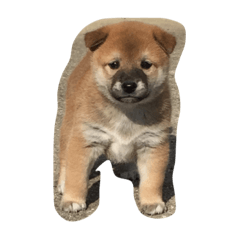 [LINEスタンプ] 柴犬チョコちゃんの日常