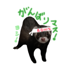 [LINEスタンプ] フェレットのまぶちゃん