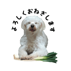 [LINEスタンプ] マルチーズ にしき