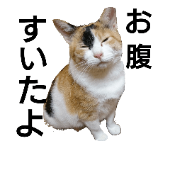 [LINEスタンプ] 実写猫2