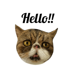 [LINEスタンプ] 猫まみれスタンプ①ねこランド