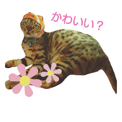 [LINEスタンプ] 福にゃん＆モカ