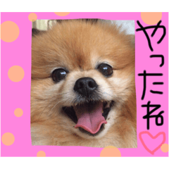 [LINEスタンプ] ポメまる 