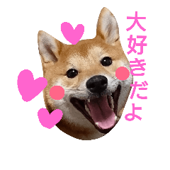 [LINEスタンプ] 柴犬 こたろう1