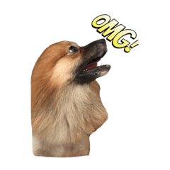 [LINEスタンプ] Coco the amazing dog