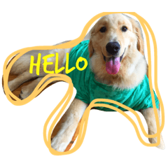 [LINEスタンプ] 小沢パンチです。