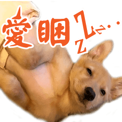 [LINEスタンプ] Dog Golden~