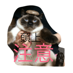 [LINEスタンプ] 保護猫家
