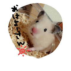 [LINEスタンプ] 佐野家の関西弁はむちゃんず