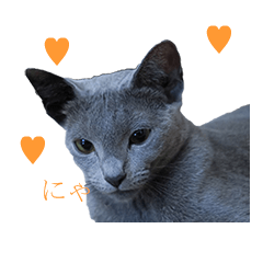 [LINEスタンプ] Russian Blue yozora