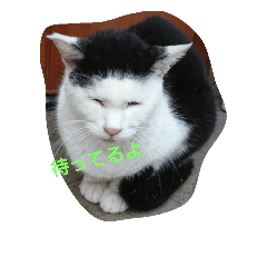 [LINEスタンプ] WAKAME  CAT