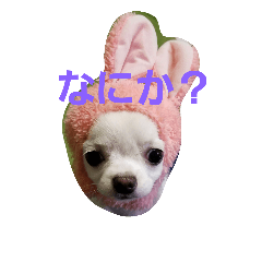 [LINEスタンプ] ちろたんの日常