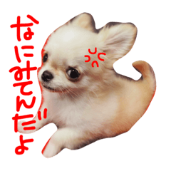 [LINEスタンプ] ラビ