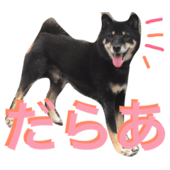 [LINEスタンプ] 柴犬 ジャッキー  2