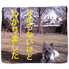 [LINEスタンプ] ケアーンテリア キッドくんです