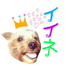 [LINEスタンプ] ケイシー犬 2