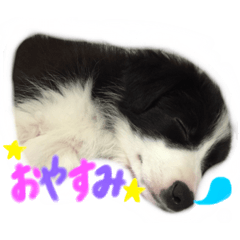 [LINEスタンプ] パピボー☆ノア