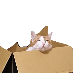 [LINEスタンプ] ねこのりーちゃん