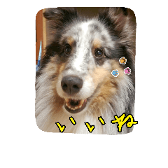 [LINEスタンプ] シェルティのバロン君
