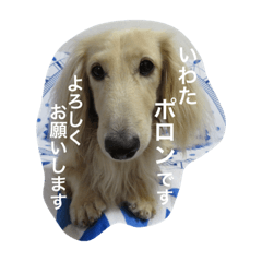 [LINEスタンプ] ポロンくん