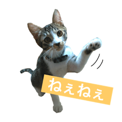 [LINEスタンプ] こたこま