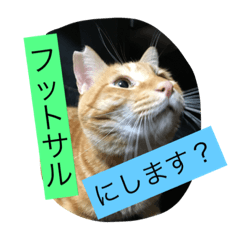 [LINEスタンプ] しばのスタンプ