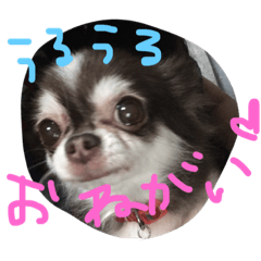 [LINEスタンプ] 気まぐれ？？