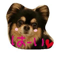 [LINEスタンプ] Halu＆Mau2