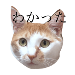 [LINEスタンプ] こはちゃんスタンプ☆