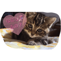 [LINEスタンプ] 飯島家のねこ。飯島家の中心はねこ。