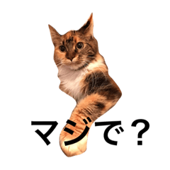 [LINEスタンプ] merci cat