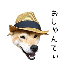 [LINEスタンプ] 柴犬みたいな犬エンジュver.2