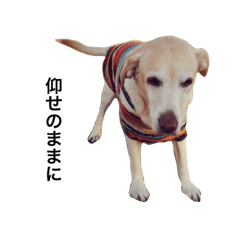 [LINEスタンプ] ちょっと面白い犬2