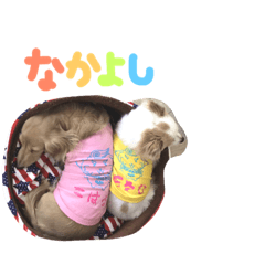 [LINEスタンプ] こはあさスタンプ