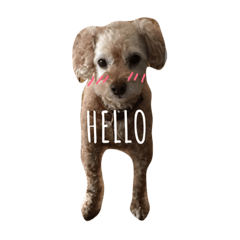 [LINEスタンプ] 茶色の犬と白い犬