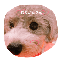 [LINEスタンプ] はらだりんた