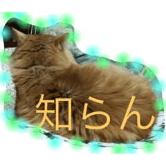 [LINEスタンプ] ひめちぎんしし