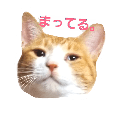 [LINEスタンプ] my cat chacha