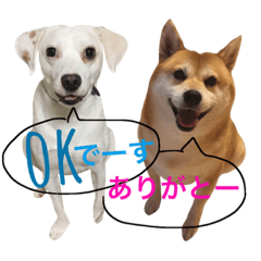 [LINEスタンプ] 柴犬と白い雑種犬-10